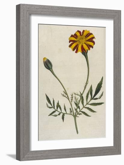 Plants, Tagetes Patula-William Curtis-Framed Art Print