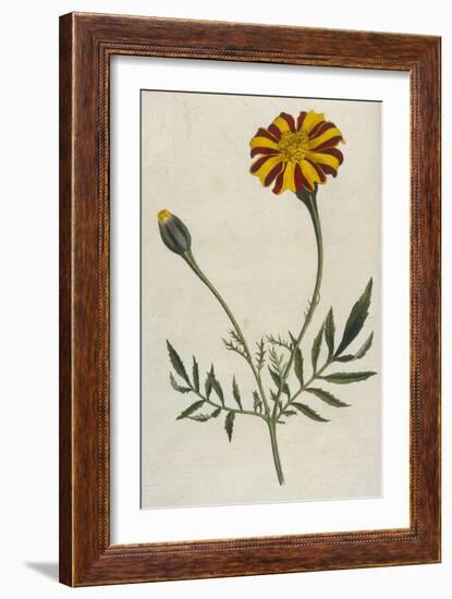 Plants, Tagetes Patula-William Curtis-Framed Art Print