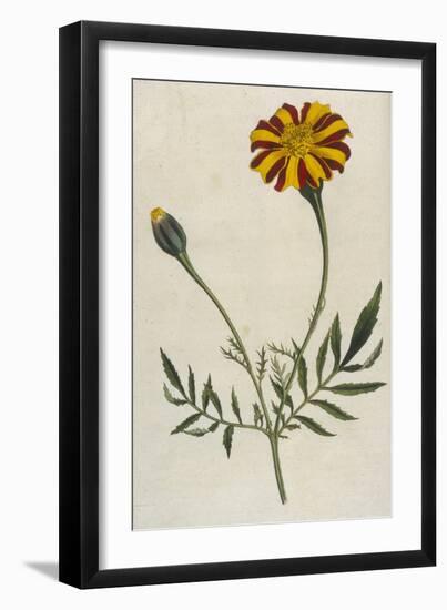 Plants, Tagetes Patula-William Curtis-Framed Art Print