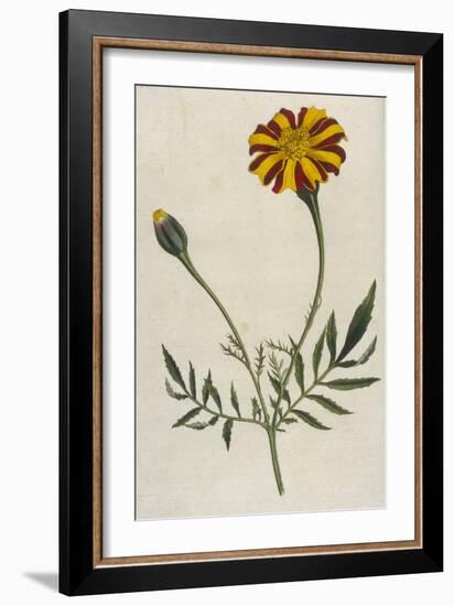 Plants, Tagetes Patula-William Curtis-Framed Art Print