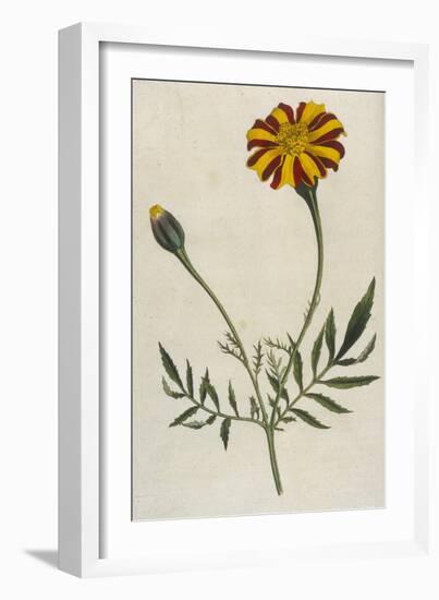 Plants, Tagetes Patula-William Curtis-Framed Art Print