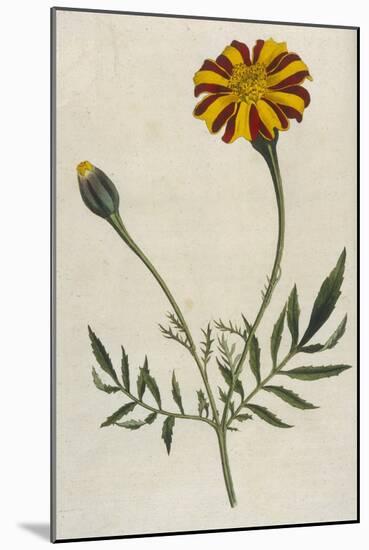 Plants, Tagetes Patula-William Curtis-Mounted Art Print