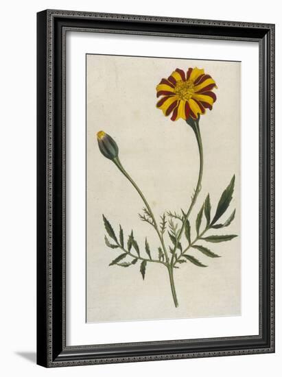 Plants, Tagetes Patula-William Curtis-Framed Art Print