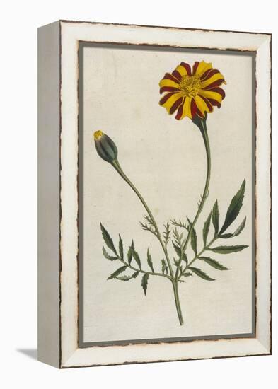 Plants, Tagetes Patula-William Curtis-Framed Stretched Canvas