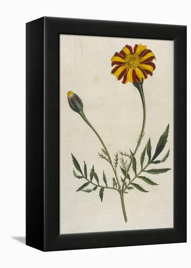 Plants, Tagetes Patula-William Curtis-Framed Stretched Canvas