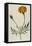 Plants, Tagetes Patula-William Curtis-Framed Stretched Canvas