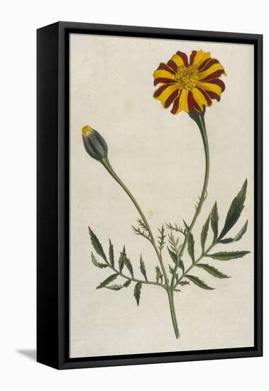 Plants, Tagetes Patula-William Curtis-Framed Stretched Canvas