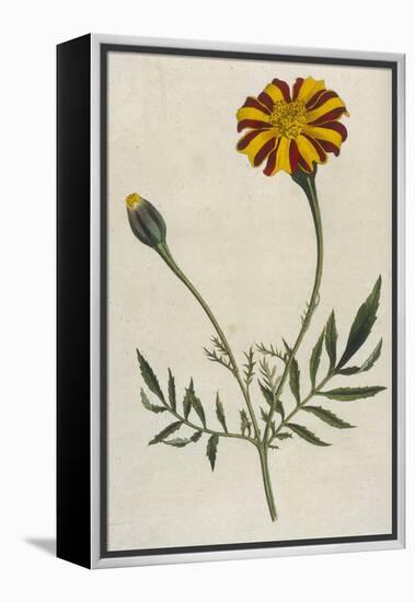 Plants, Tagetes Patula-William Curtis-Framed Stretched Canvas