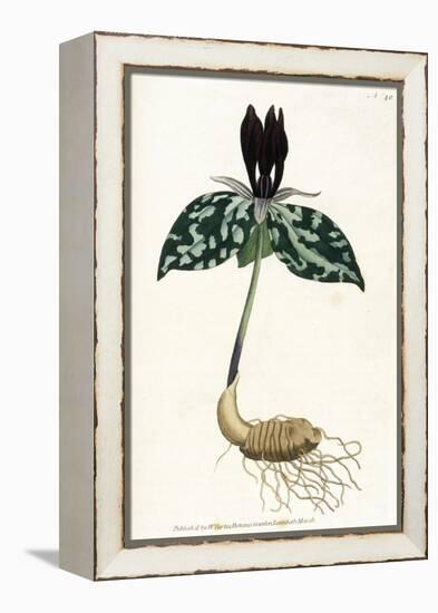 Plants, Trillium Cuneatum-William Curtis-Framed Stretched Canvas