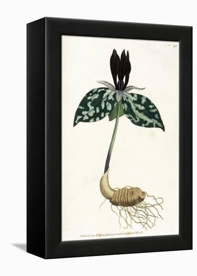 Plants, Trillium Cuneatum-William Curtis-Framed Stretched Canvas