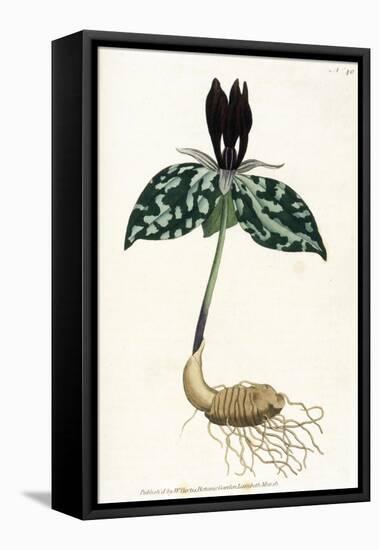 Plants, Trillium Cuneatum-William Curtis-Framed Stretched Canvas