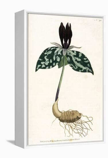 Plants, Trillium Cuneatum-William Curtis-Framed Stretched Canvas