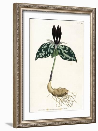 Plants, Trillium Cuneatum-William Curtis-Framed Art Print