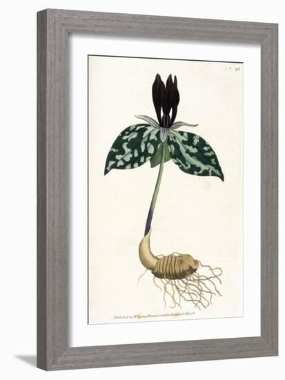 Plants, Trillium Cuneatum-William Curtis-Framed Art Print