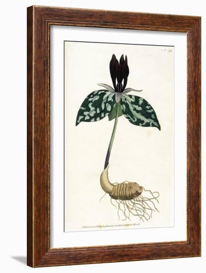 Plants, Trillium Cuneatum-William Curtis-Framed Art Print