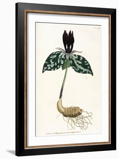 Plants, Trillium Cuneatum-William Curtis-Framed Art Print