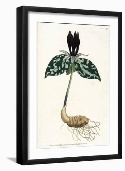 Plants, Trillium Cuneatum-William Curtis-Framed Art Print