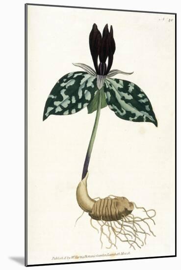 Plants, Trillium Cuneatum-William Curtis-Mounted Art Print