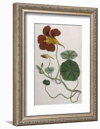 Plants, Tropaeolum Majus-William Curtis-Framed Photographic Print