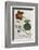 Plants, Tropaeolum Majus-William Curtis-Framed Photographic Print