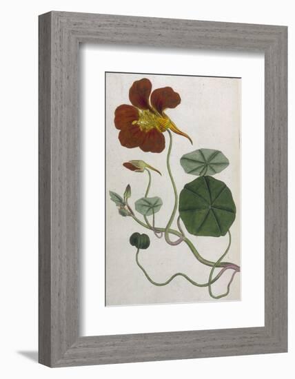 Plants, Tropaeolum Majus-William Curtis-Framed Photographic Print