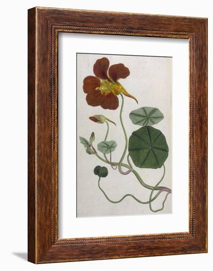 Plants, Tropaeolum Majus-William Curtis-Framed Photographic Print