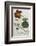 Plants, Tropaeolum Majus-William Curtis-Framed Photographic Print