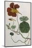 Plants, Tropaeolum Majus-William Curtis-Mounted Photographic Print