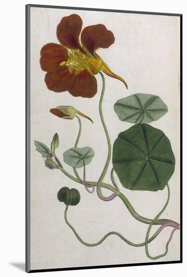 Plants, Tropaeolum Majus-William Curtis-Mounted Photographic Print