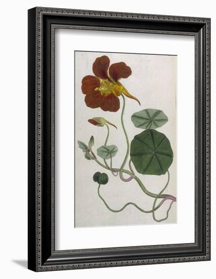 Plants, Tropaeolum Majus-William Curtis-Framed Photographic Print