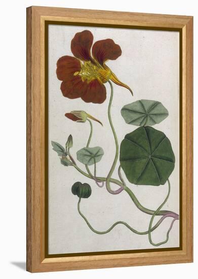 Plants, Tropaeolum Majus-William Curtis-Framed Premier Image Canvas