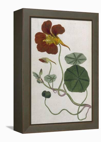 Plants, Tropaeolum Majus-William Curtis-Framed Premier Image Canvas