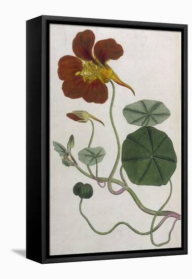 Plants, Tropaeolum Majus-William Curtis-Framed Premier Image Canvas