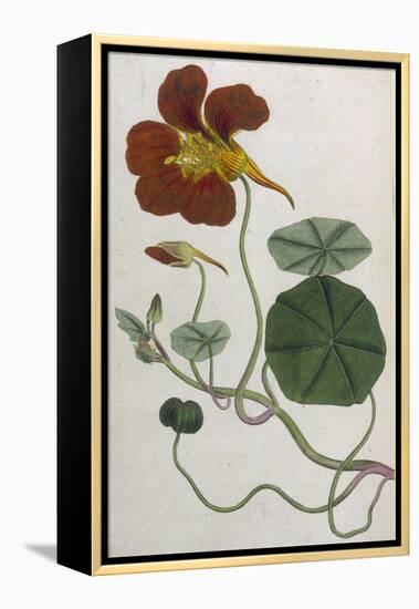 Plants, Tropaeolum Majus-William Curtis-Framed Premier Image Canvas