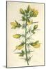 Plants, Ulex Europaeus-Mabel E Step-Mounted Art Print