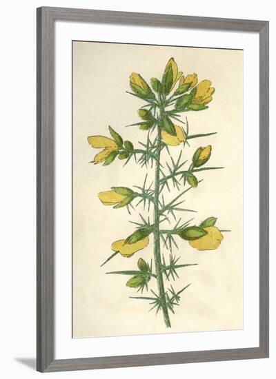 Plants, Ulex Europaeus-Mabel E Step-Framed Art Print