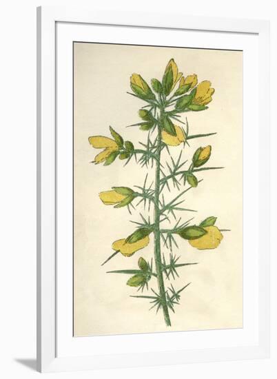 Plants, Ulex Europaeus-Mabel E Step-Framed Art Print