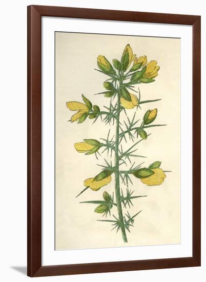 Plants, Ulex Europaeus-Mabel E Step-Framed Art Print