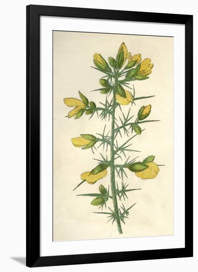 Plants, Ulex Europaeus-Mabel E Step-Framed Art Print