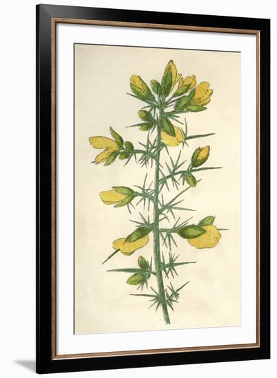 Plants, Ulex Europaeus-Mabel E Step-Framed Art Print