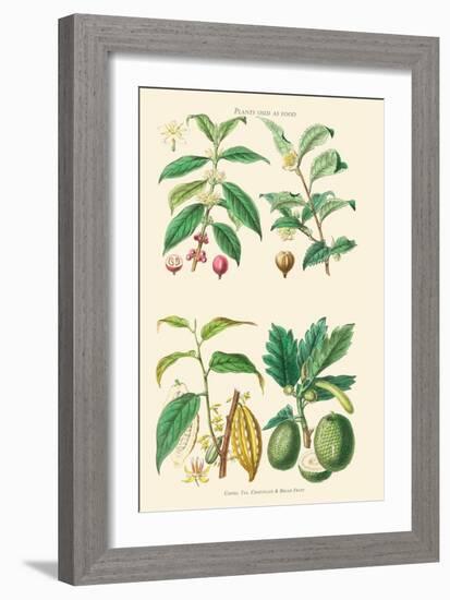 Plants Unused as Food. Coffee, Tea, Chocolate, Breadfruit-William Rhind-Framed Art Print