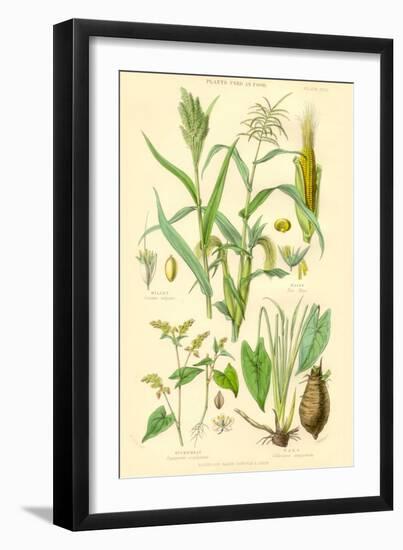 Plants Used as Food. Millet, Maize, Buckwheat, Taro-William Rhind-Framed Art Print