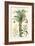 Plants Used in Clothing and Cordage. Gomuti Palm, Piassava Palm, Sunn Hemp, Jute-William Rhind-Framed Art Print