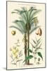 Plants Used in Clothing and Cordage. Gomuti Palm, Piassava Palm, Sunn Hemp, Jute-William Rhind-Mounted Art Print