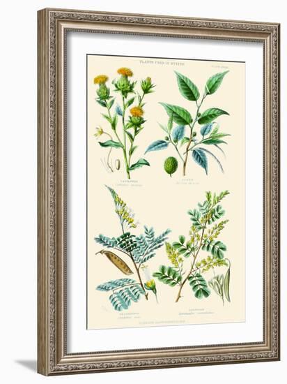 Plants Used in Dyeing. Safflower, Fustic, Brazil Wood, Logwood-William Rhind-Framed Art Print