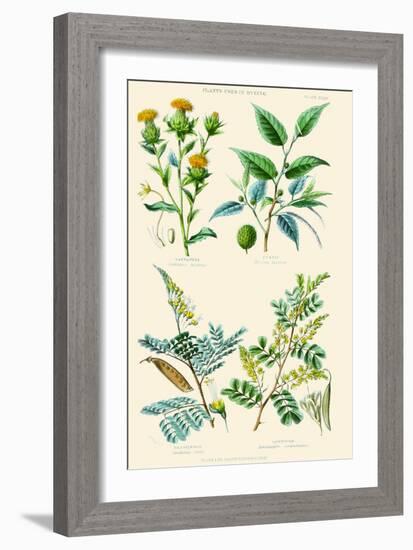 Plants Used in Dyeing. Safflower, Fustic, Brazil Wood, Logwood-William Rhind-Framed Art Print