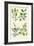 Plants Used in Dyeing. Safflower, Fustic, Brazil Wood, Logwood-William Rhind-Framed Art Print