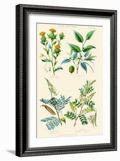 Plants Used in Dyeing. Safflower, Fustic, Brazil Wood, Logwood-William Rhind-Framed Art Print