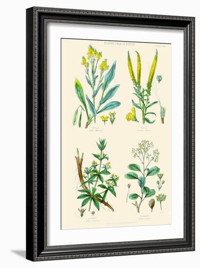 Plants Used in Dyeing. Woad, Weld, Madder, Sumach-William Rhind-Framed Art Print