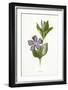 Plants, Vinca Major-F Edward Hulme-Framed Art Print